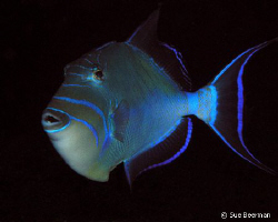 Queen Trigger in Utila - shot at 130 feet on a cloudy day... by Susan Beerman 